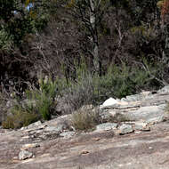 Image of Turpentine Mint-bush