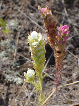 Imagem de Orthocarpus tenuifolius (Pursh) Benth.