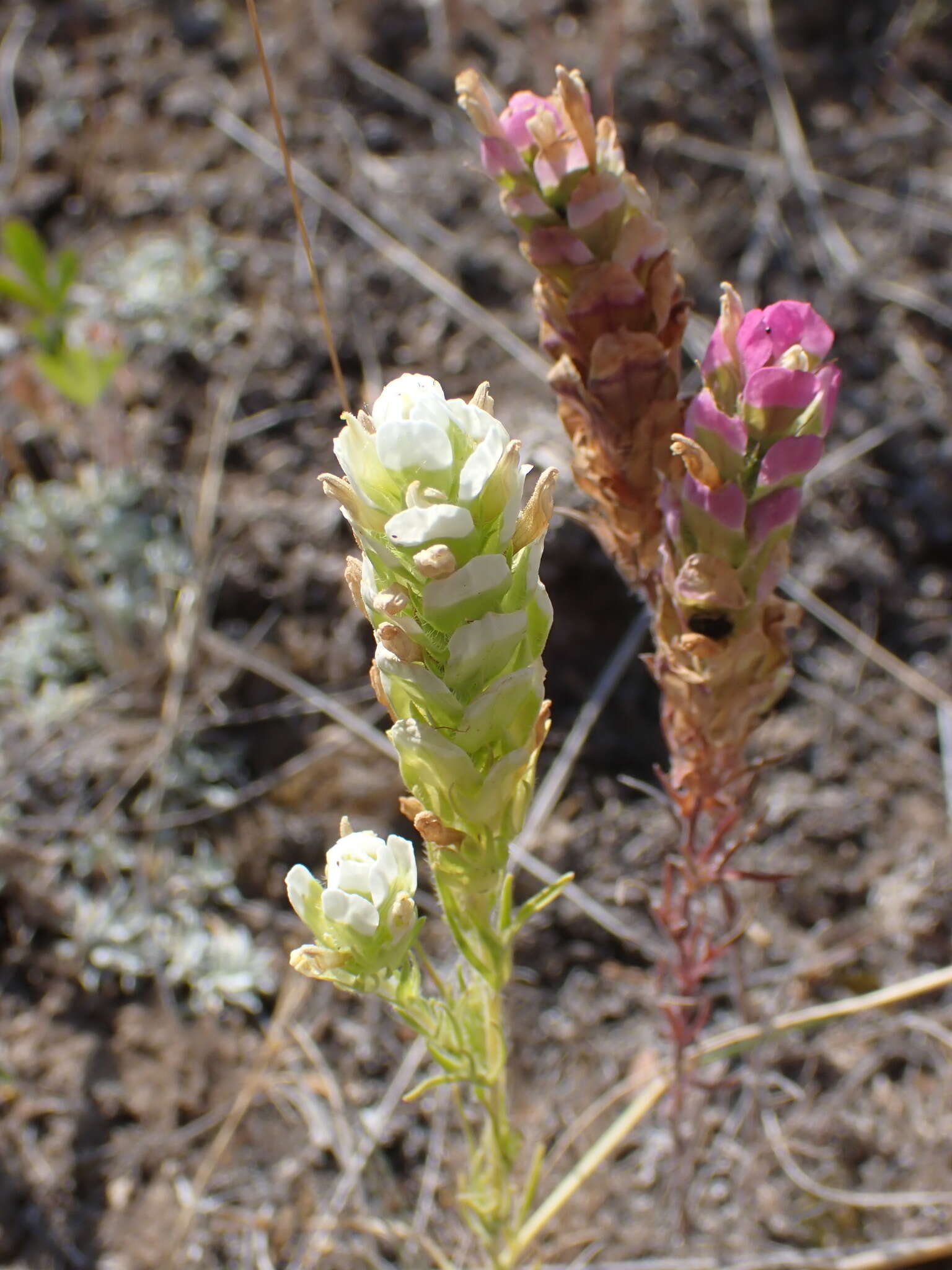 Image of thinleaved owl's-clover