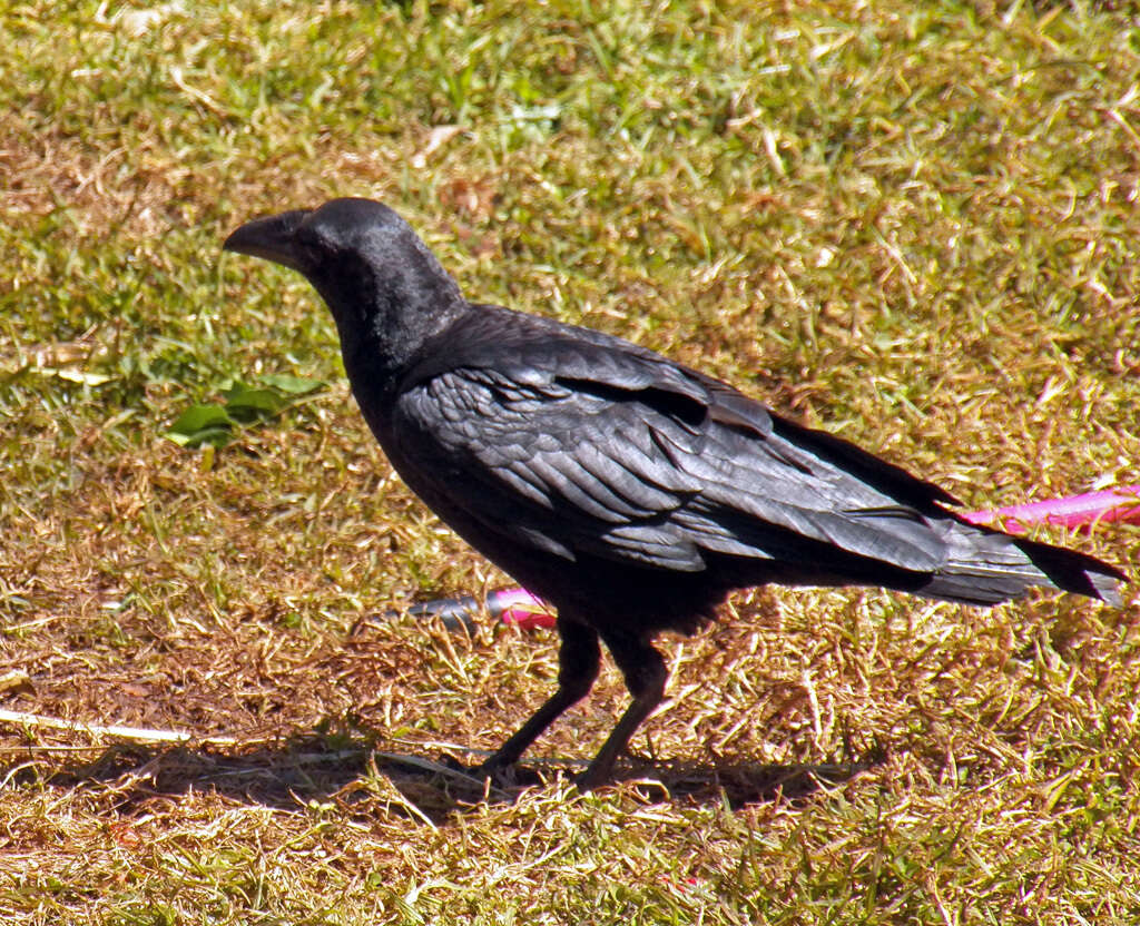 Imagem de Corvus rhipidurus Hartert 1918