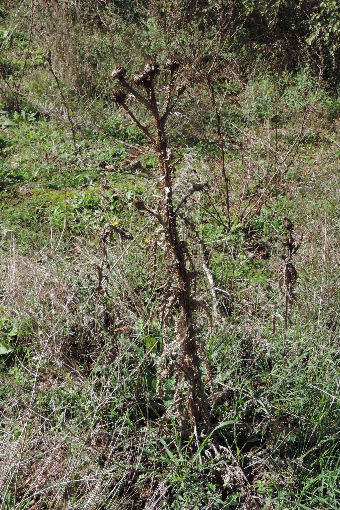 Image of Onopordum illyricum subsp. illyricum