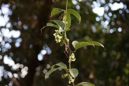 صورة Cayaponia granatensis Cogn.