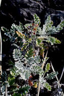 Image of Silver Ragwort