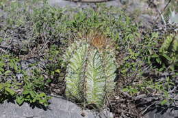 Imagem de Astrophytum ornatum (DC.) Britton & Rose