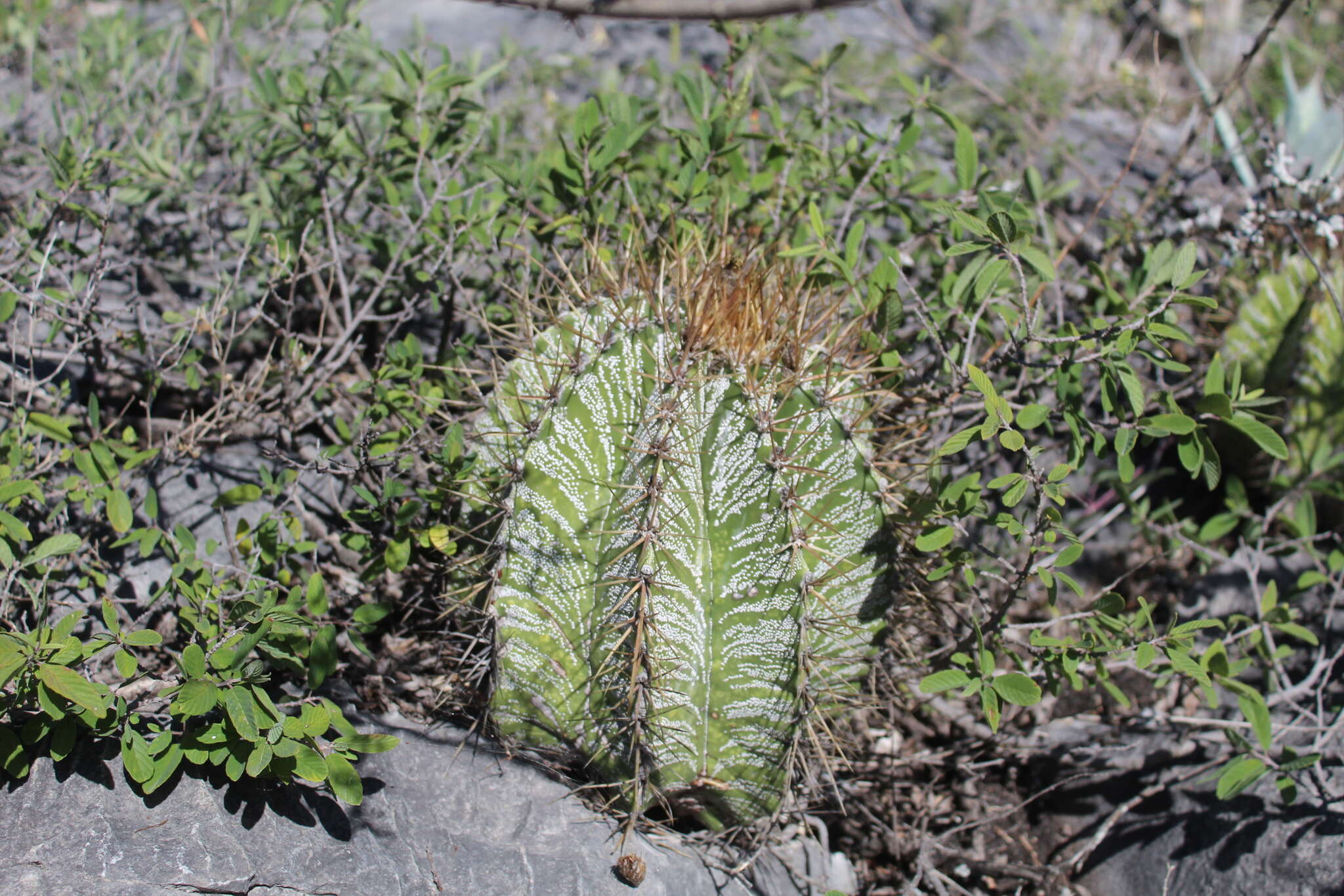 Imagem de Astrophytum ornatum (DC.) Britton & Rose