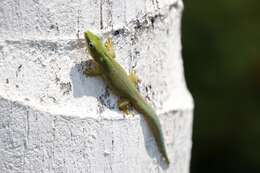 صورة Phelsuma dubia (Boettger 1881)