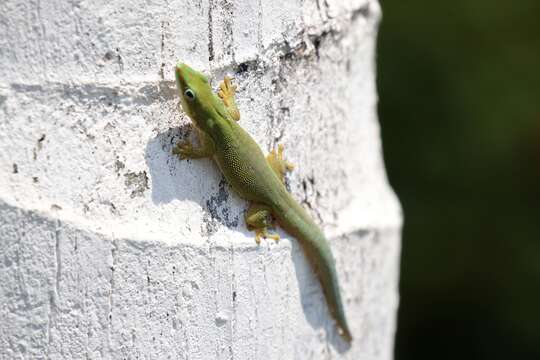 Image of Zanzibar Day Gecko