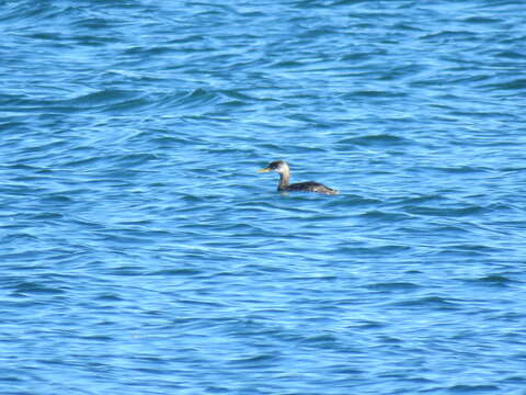 Image of Red-necked Grebe