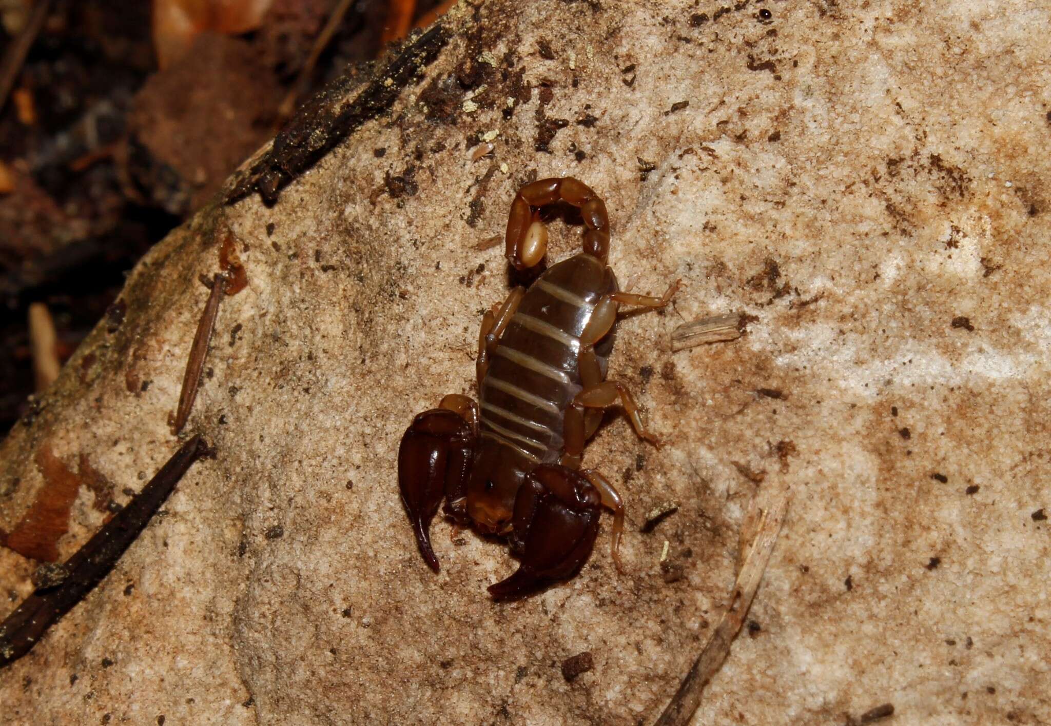 Euscorpius lesbiacus Tropea, Fet, Parmakelis, Kotsakiozi, Stathi & Zafeiriou 2020 resmi