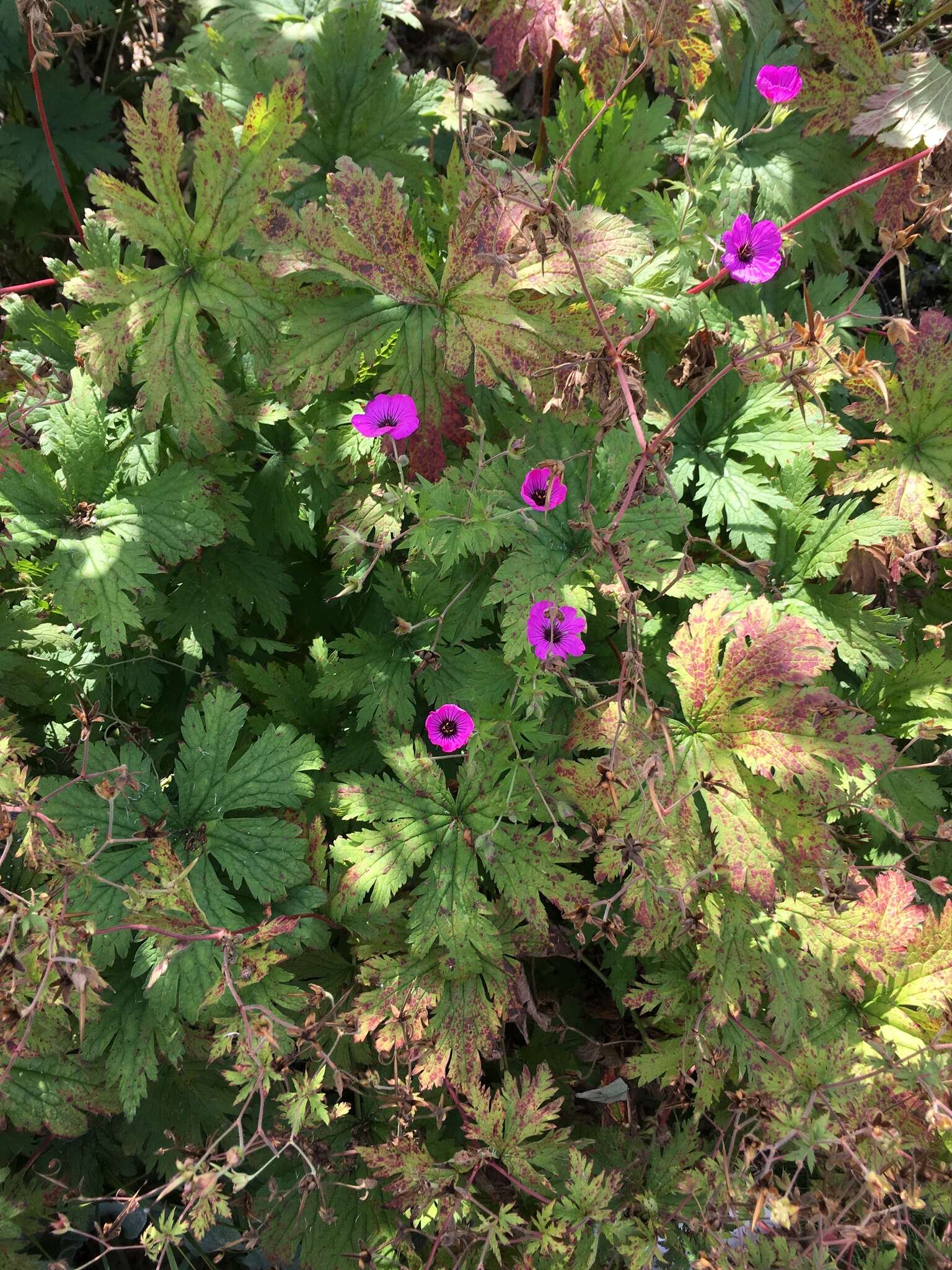 Imagem de Geranium psilostemon Ledeb.