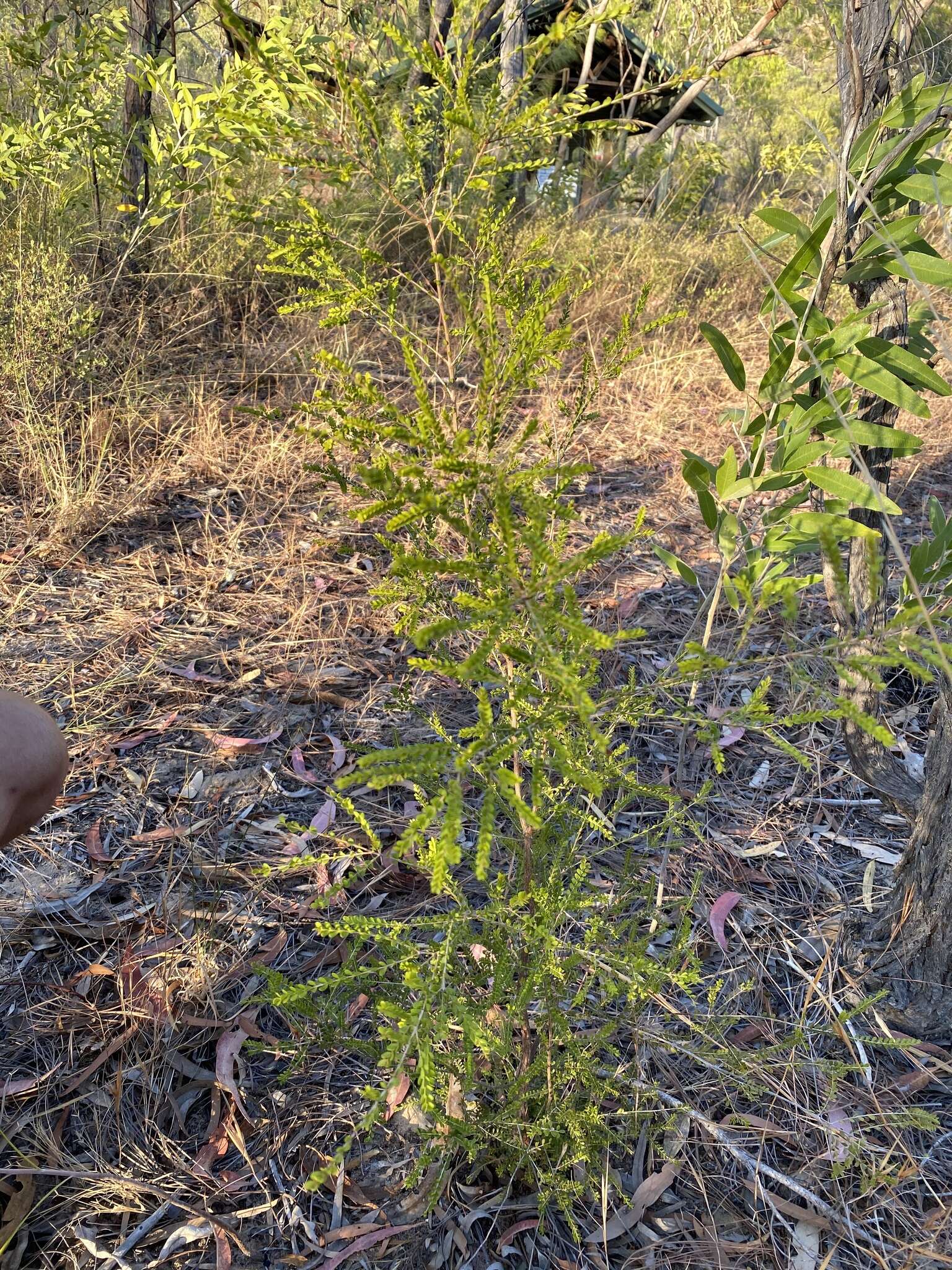 Image of Thryptomene oligandra F. Müll.