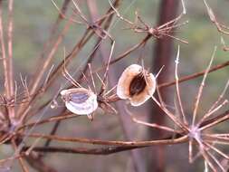 Imagem de Tommasinia verticillaris (Mill.) Bertol.