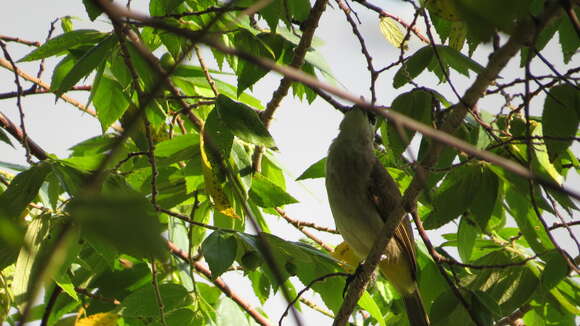 Image of Yellow-vented Bulbul