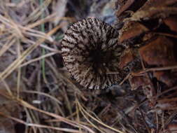 Image of Pluteus perroseus E. Horak 1983