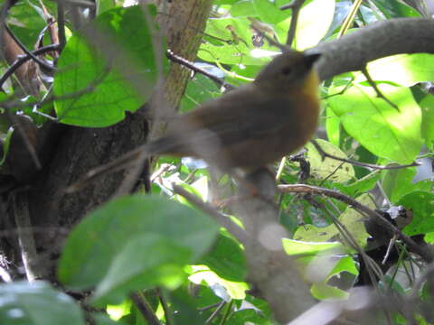 Image of Red-throated Ant Tanager