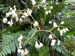 Image of Begonia peruviana A. DC.