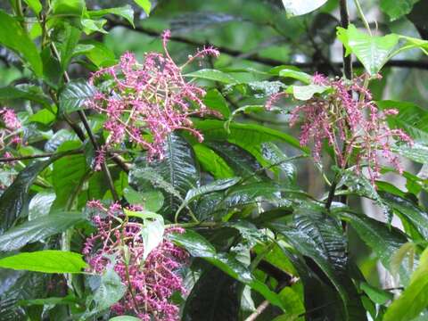 Imagem de Ardisia nigropunctata Oerst.