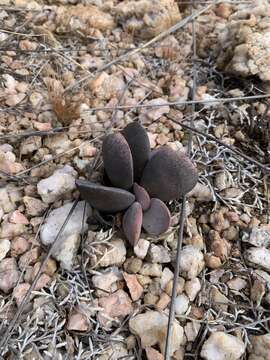 Image of Adromischus umbraticola C. A. Smith