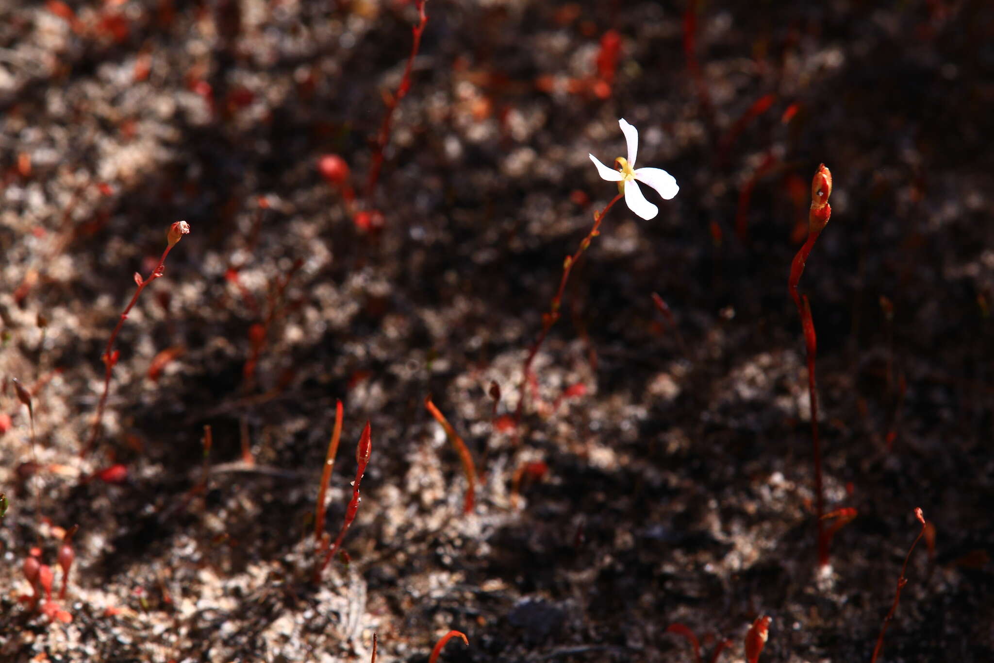 Image de Stylidium udusicola A. Lowrie & K. F. Kenneally