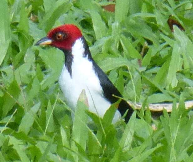 Image of Red-capped Cardinal