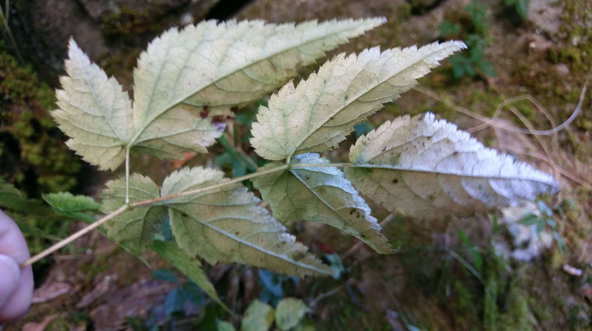 Image de Astilbe longicarpa (Hayata) Hayata