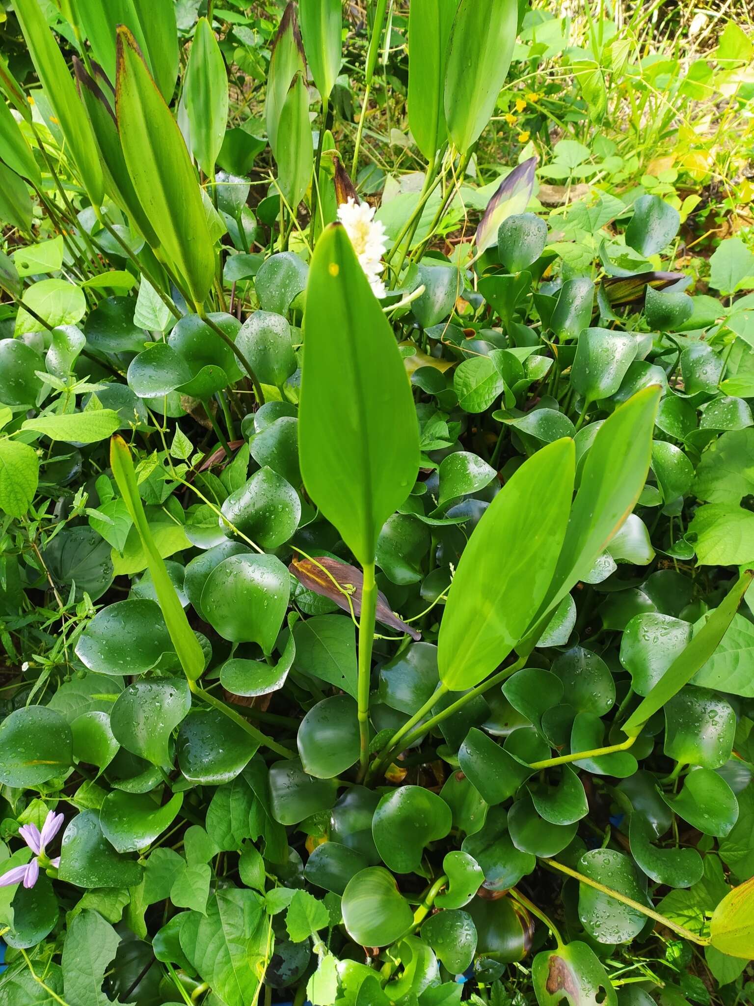 Image of Pontederia reflexa