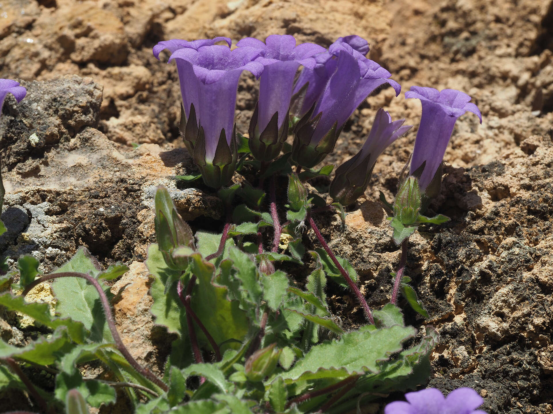 Imagem de Campanula tubulosa Lam.