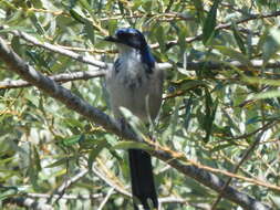 Image of Island Scrub Jay