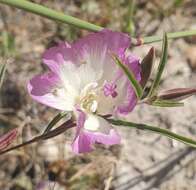 Image of Pismo clarkia