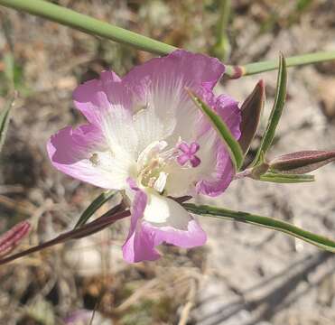 Слика од Clarkia speciosa subsp. immaculata F. H. Lewis & M. E. Lewis