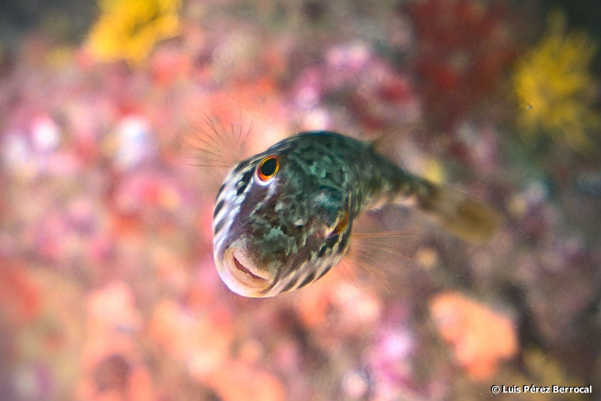 Image of Guinean Puffer