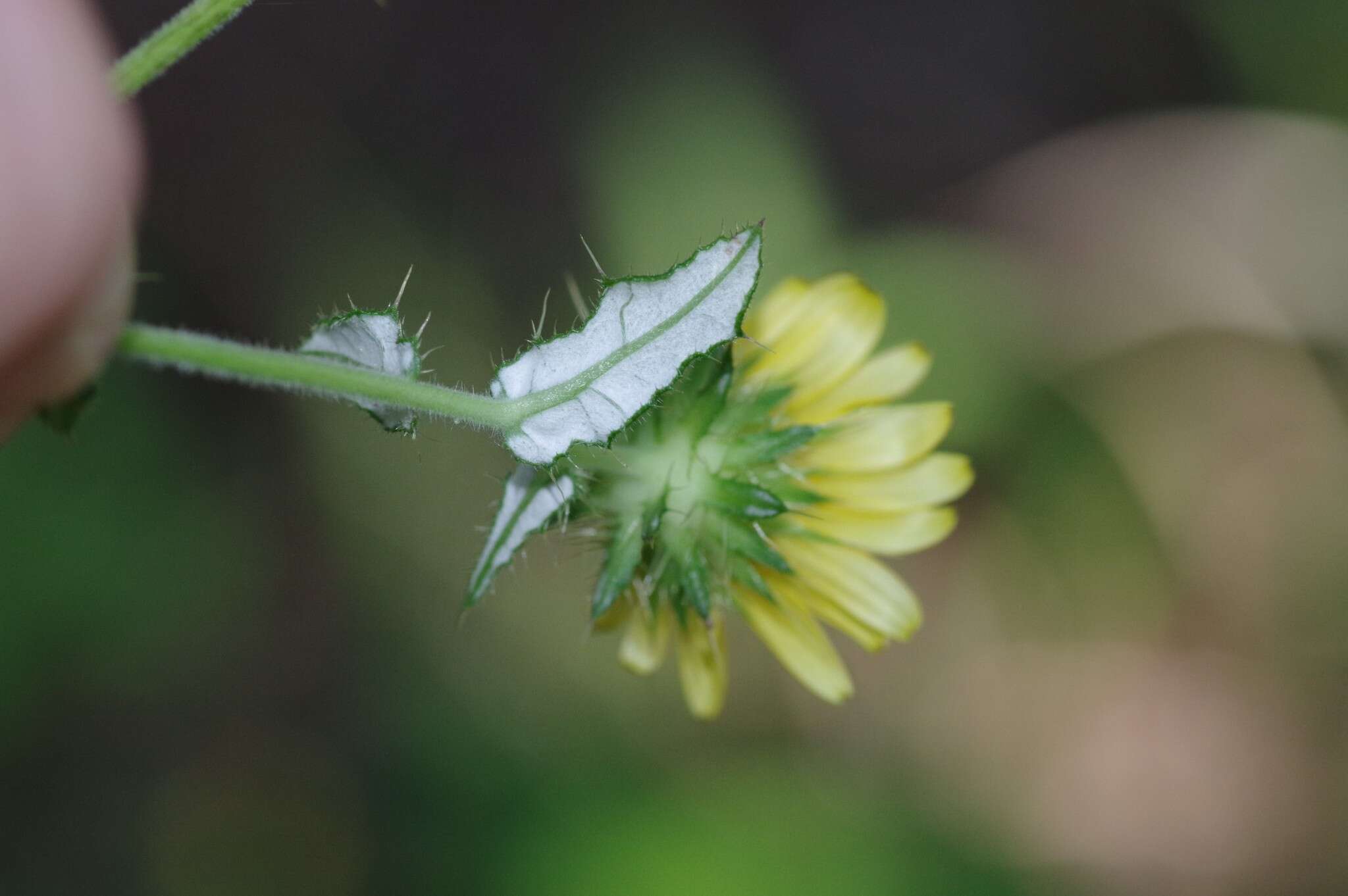 Image of Berkheya erysithales (DC.) Roessler