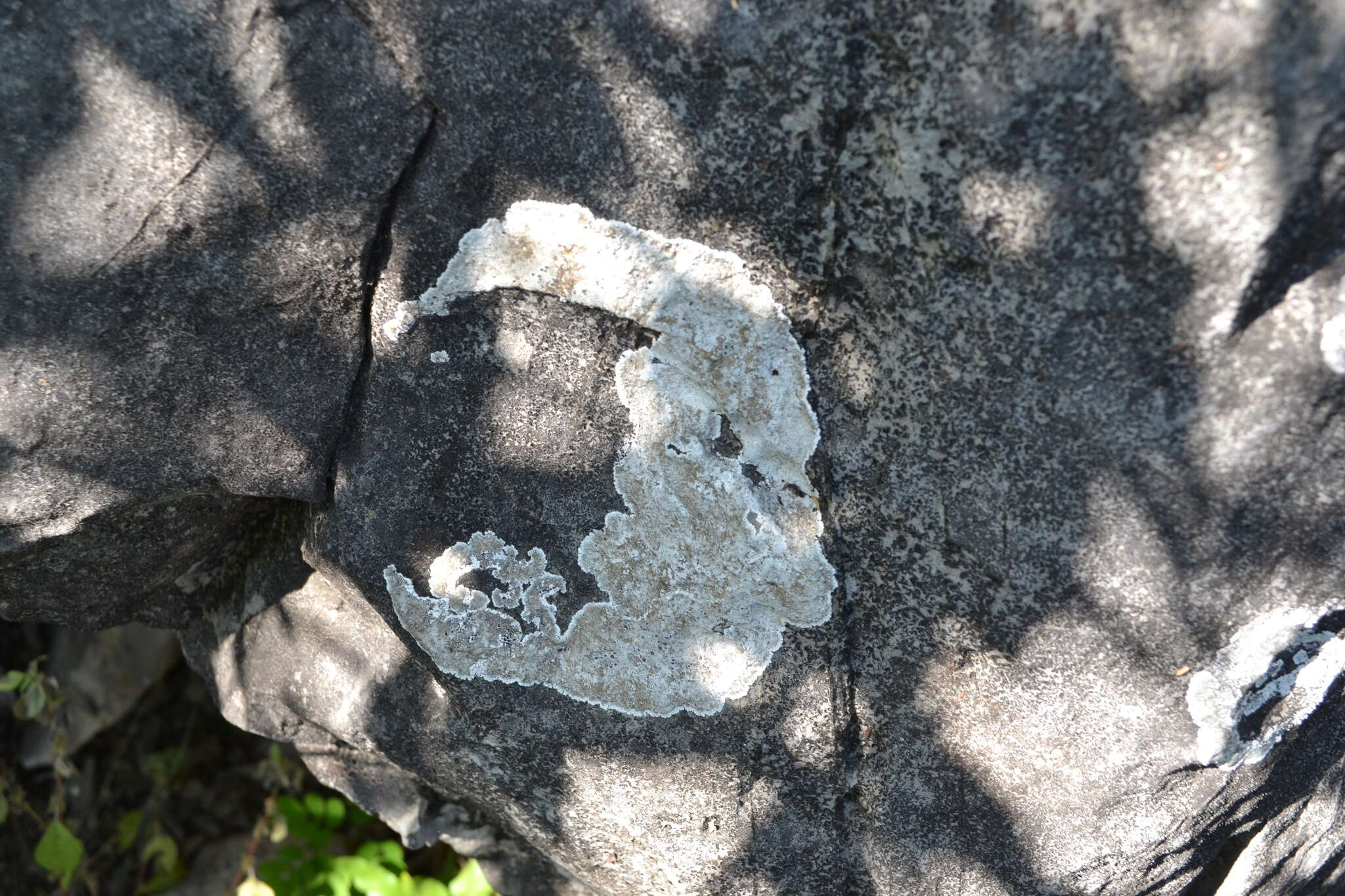 Image of rim lichen