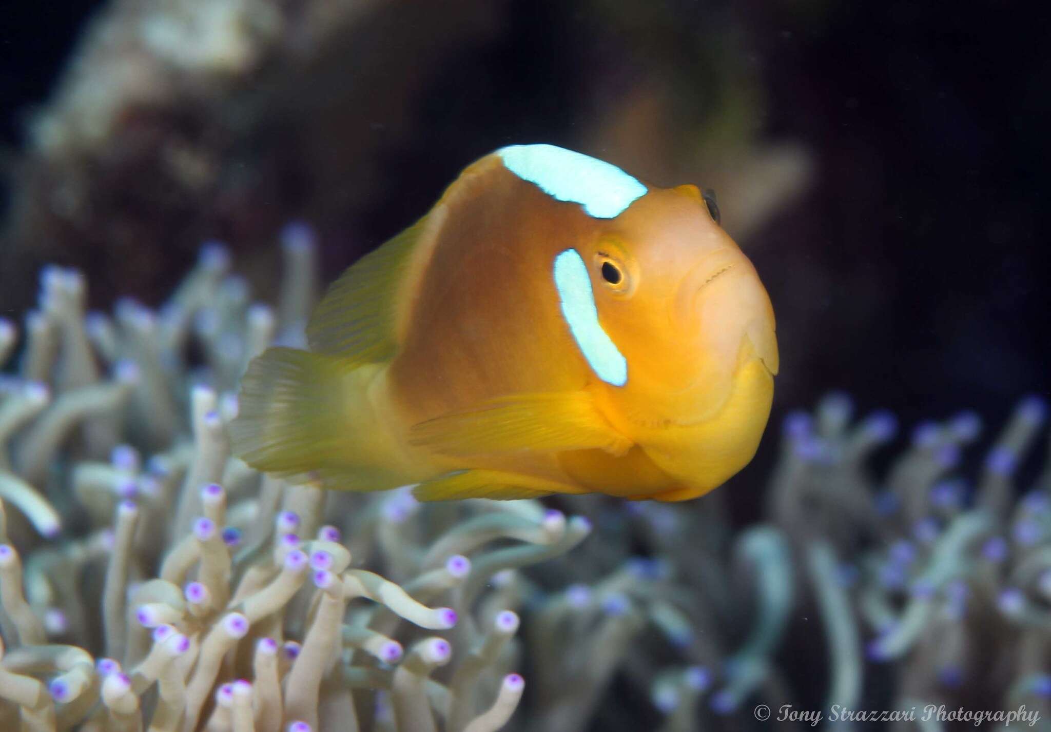 Image of White-bonnet anemonefish