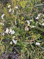 Image of Marianthus floribundus Putterl.