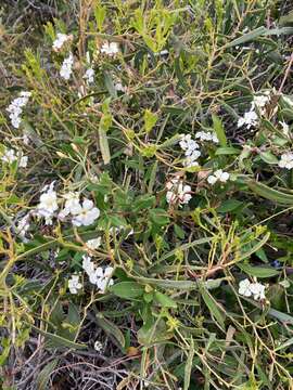 Image de Marianthus floribundus Putterl.