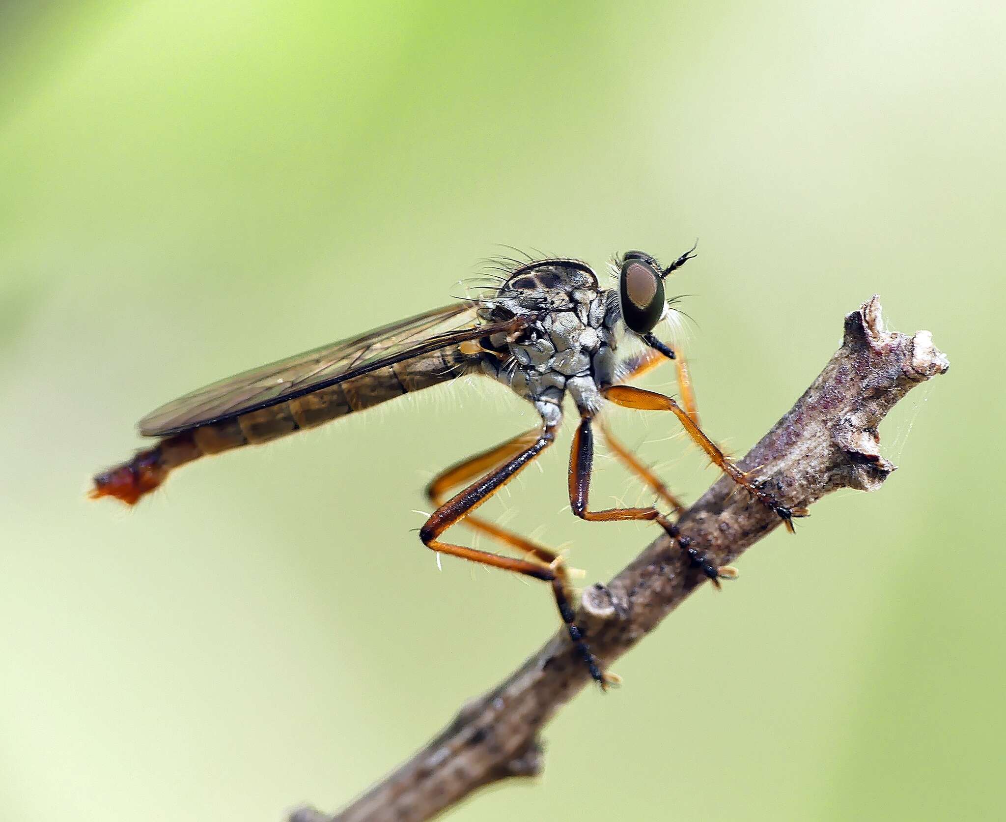 Image of Cerdistus rusticanoides Hardy 1926