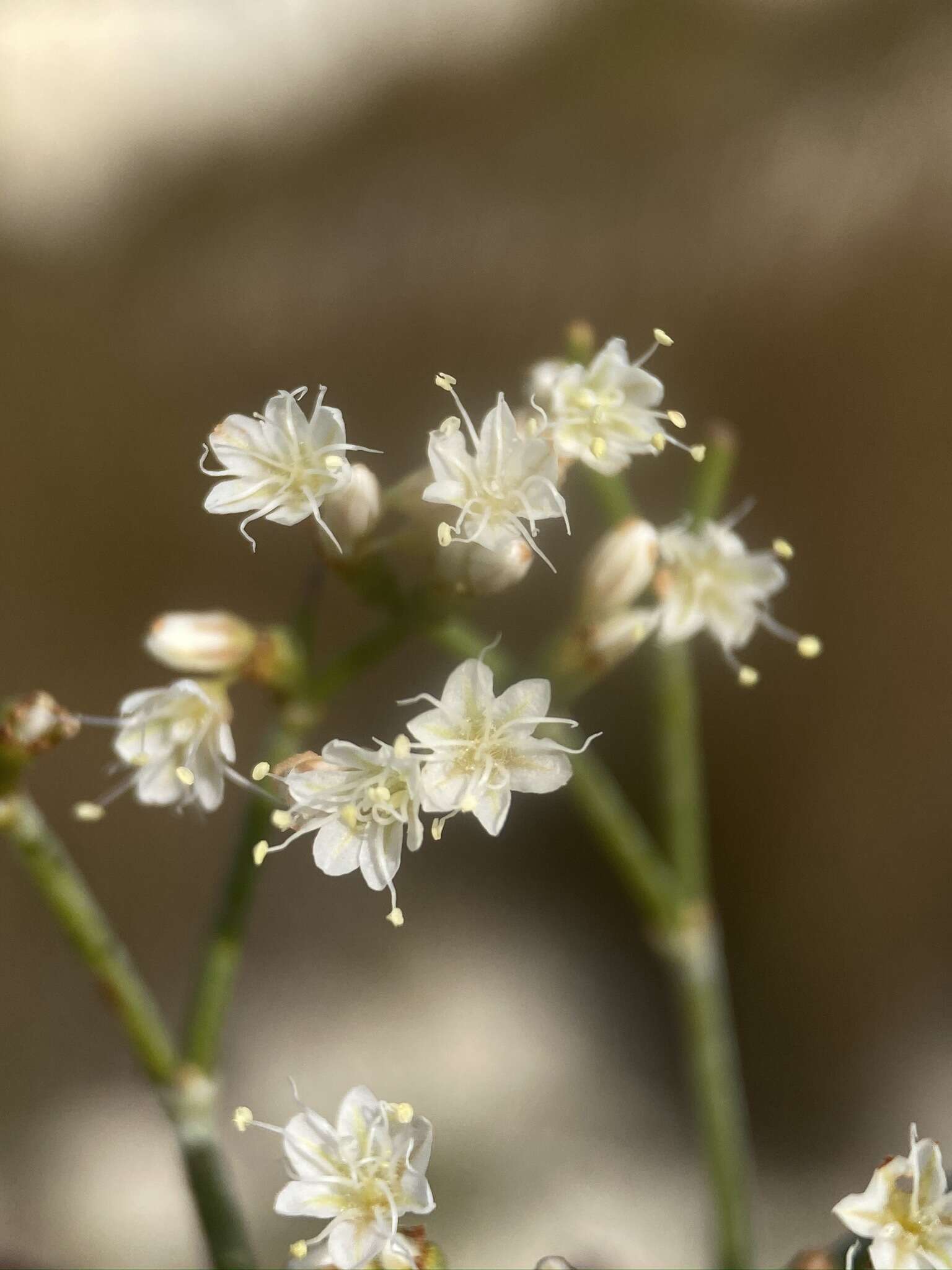 Imagem de Eriogonum helichrysoides (Gand.) Prain