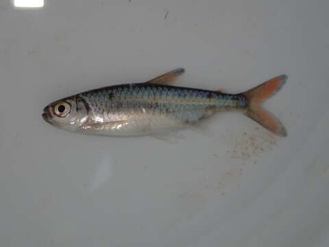 Image of Sharptooth tetra