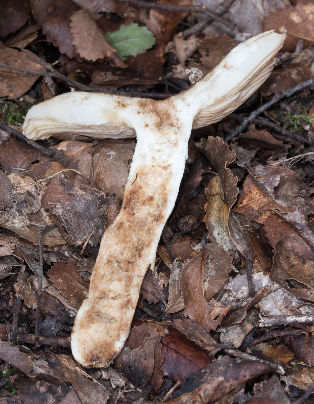 Image of Russula novae-zelandiae McNabb 1973