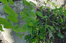 Image of largeflower bellwort