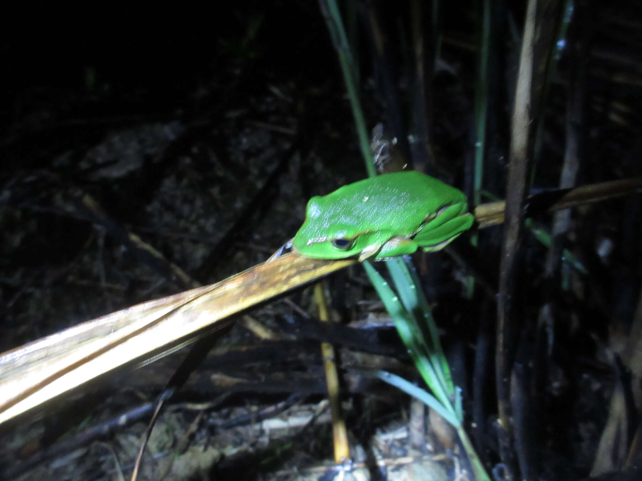 Image of Zhangixalus prasinatus (Mou, Risch & Lue 1983)