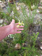 Image of Moraea angusta (Thunb.) Ker Gawl.