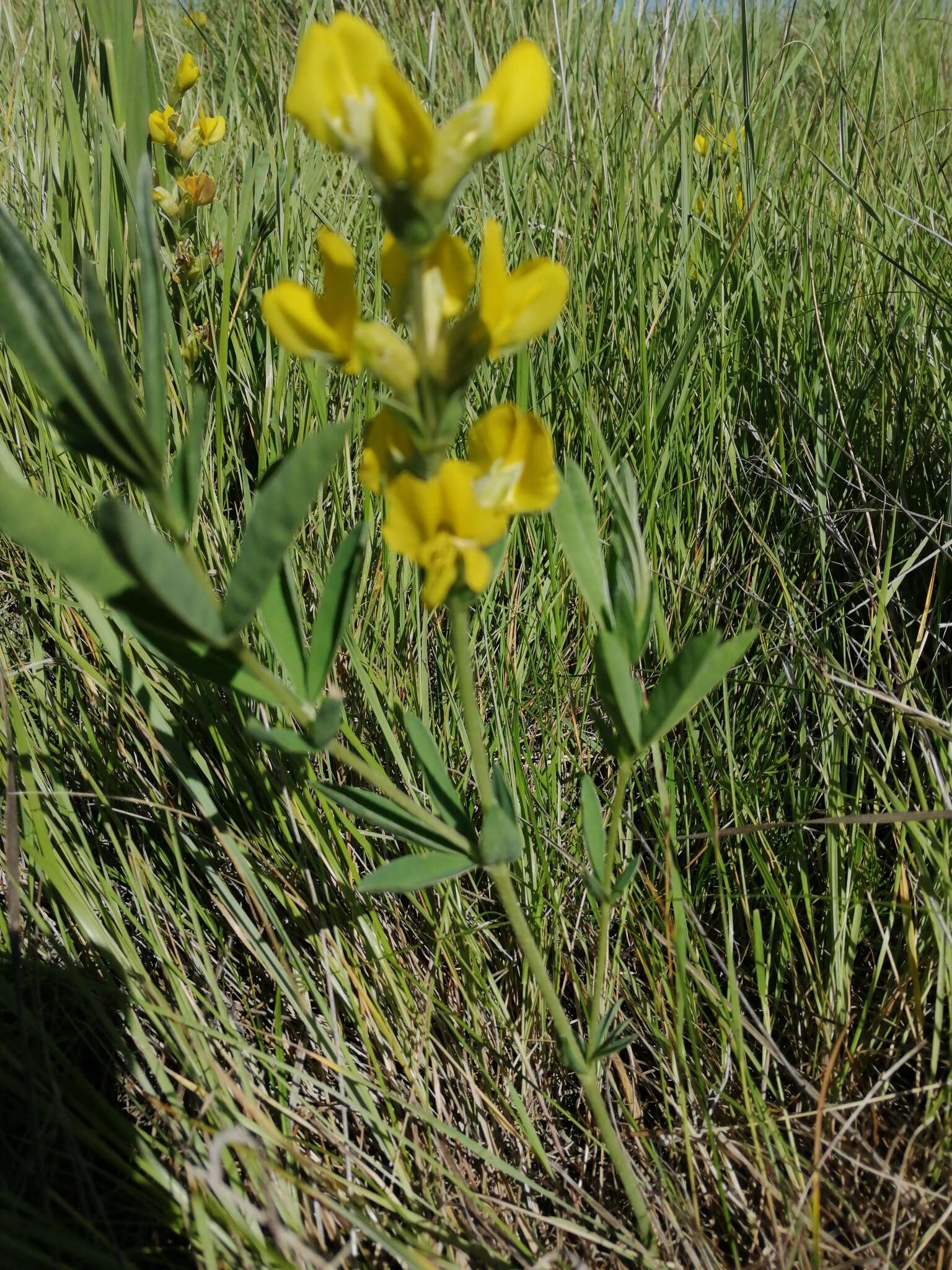 Слика од Thermopsis lanceolata R. Br.