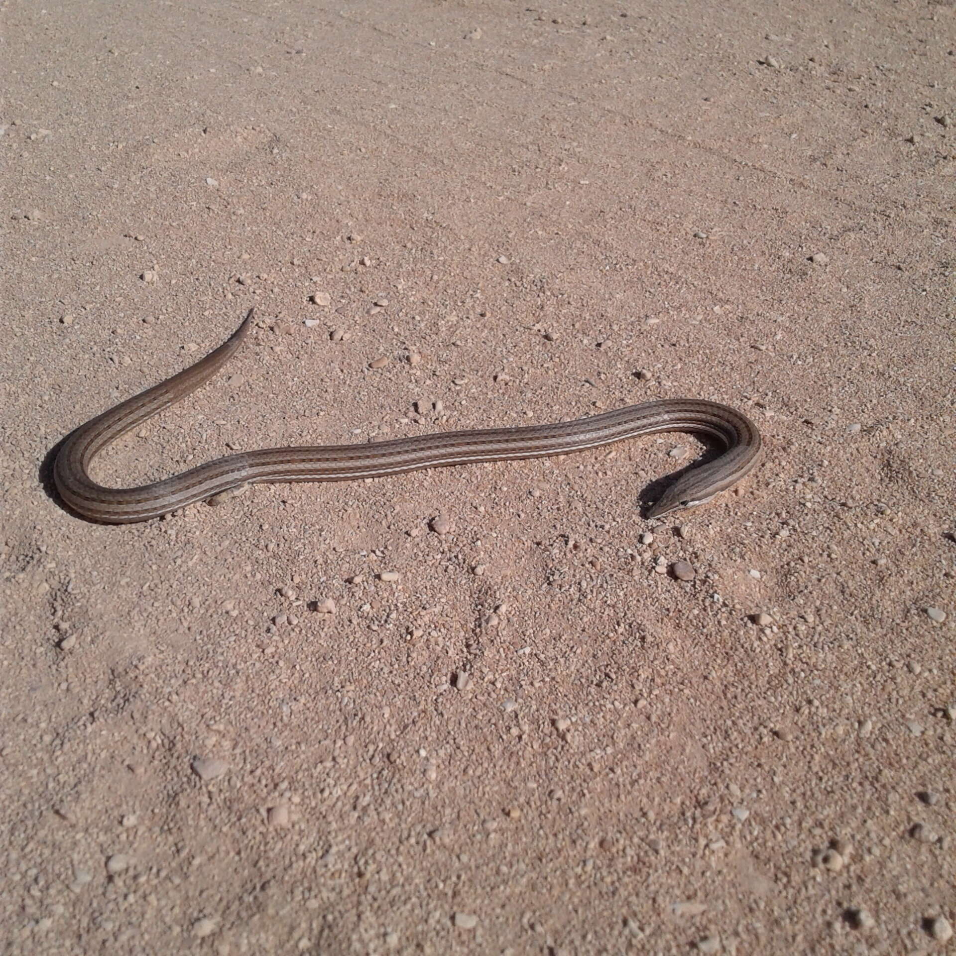 Image of Burton's Legless Lizard