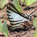 Protographium agesilaus (Guérin & Percheron 1835)的圖片