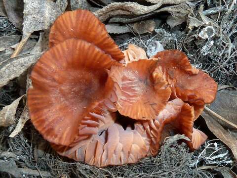 Image of Laccaria laccata (Scop.) Cooke 1884