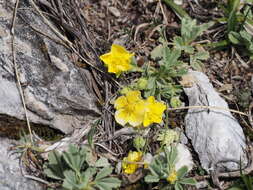 Image of abbotswood potentilla