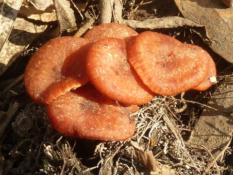 Image of Laccaria laccata (Scop.) Cooke 1884