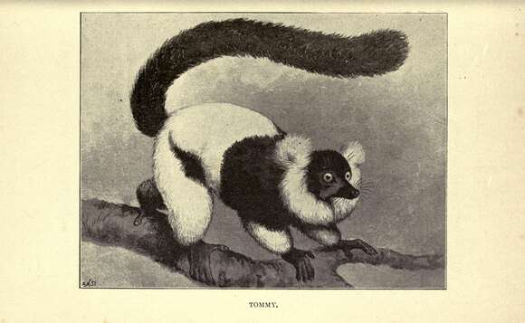 Image of Black-and-white Ruffed Lemur